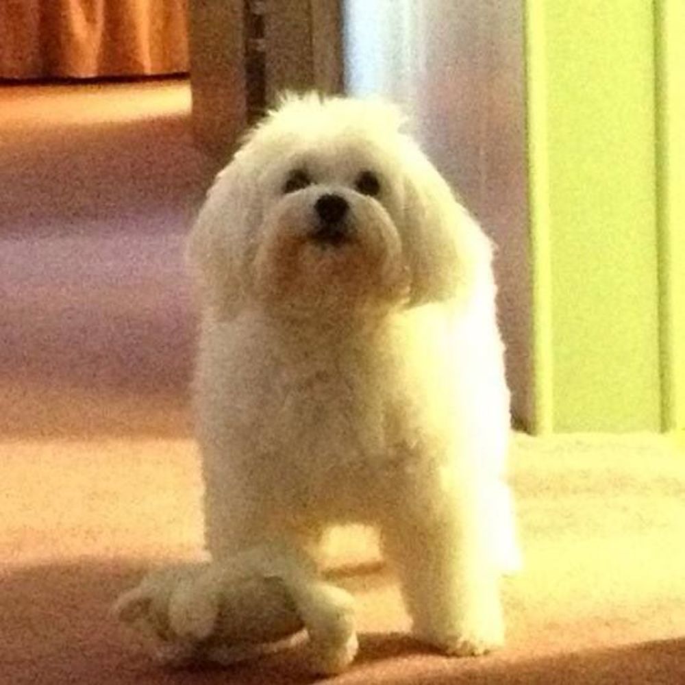 Meet your Posher, Lil P